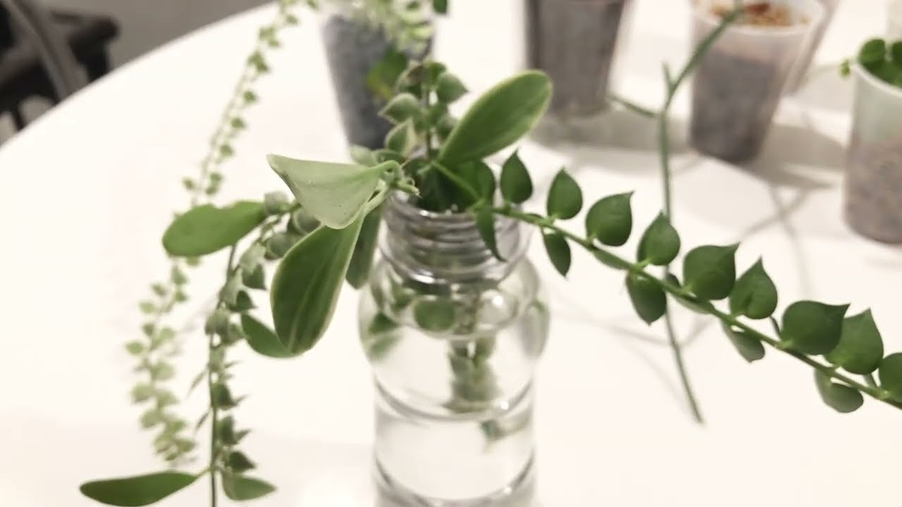 My Dischidia Collection & Experiments