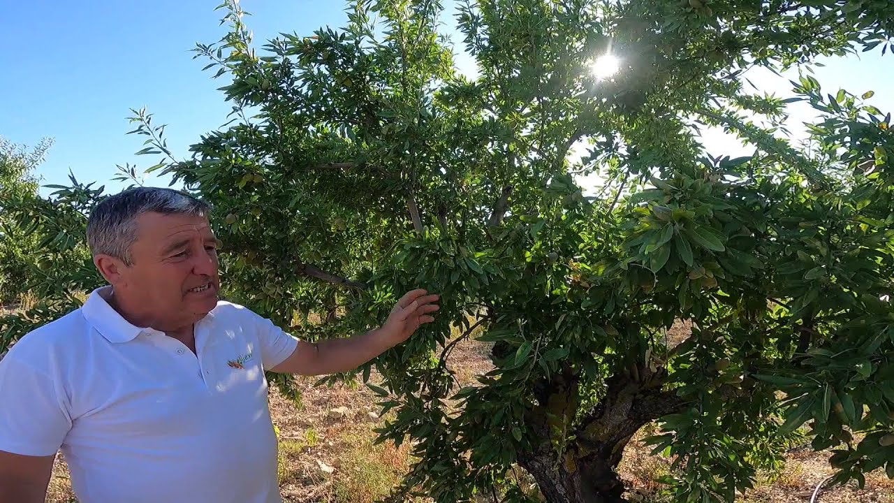 Almendros Guara, Afrontar su renovación. Parte 2