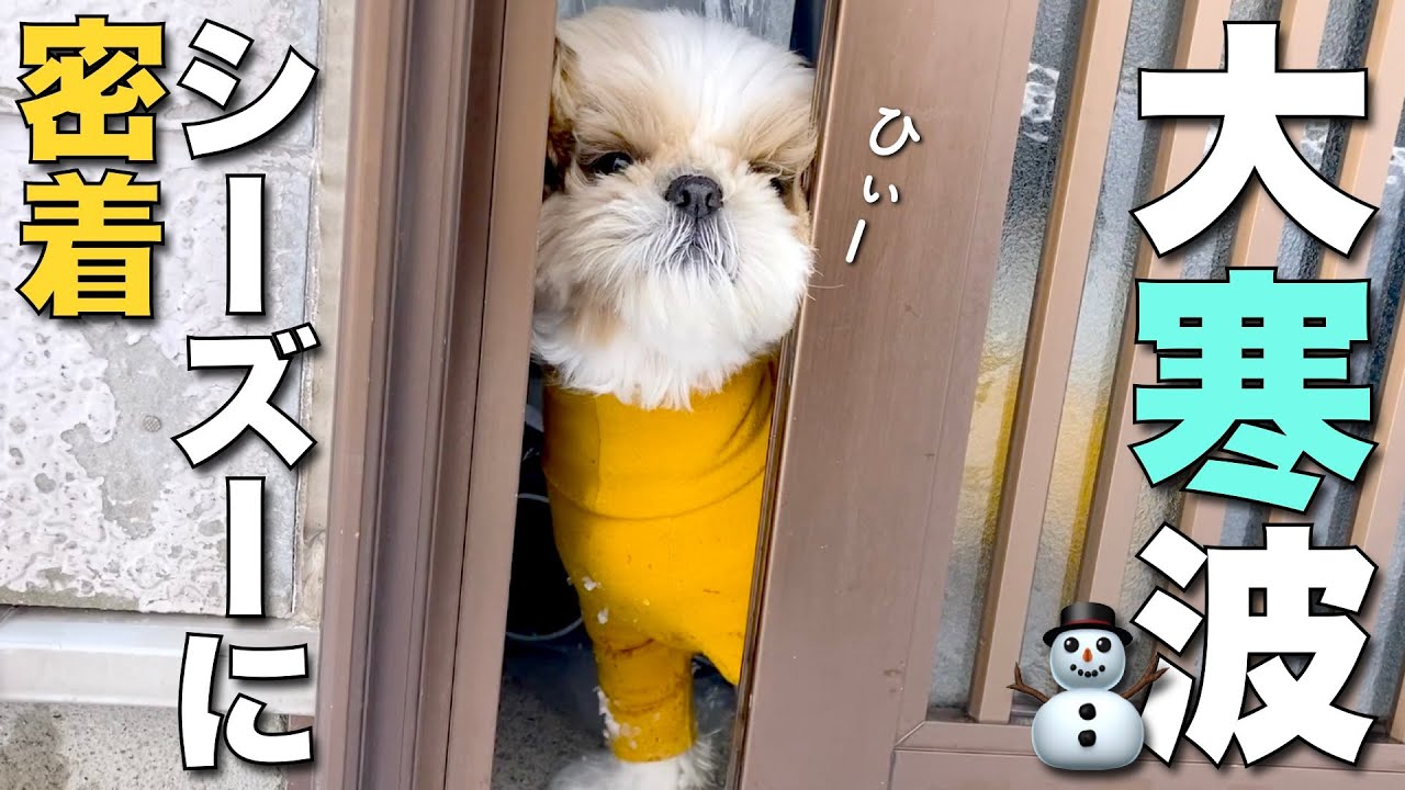 【シーズー】大寒波の日、シーズー犬まるちゃんに密着！www【372】