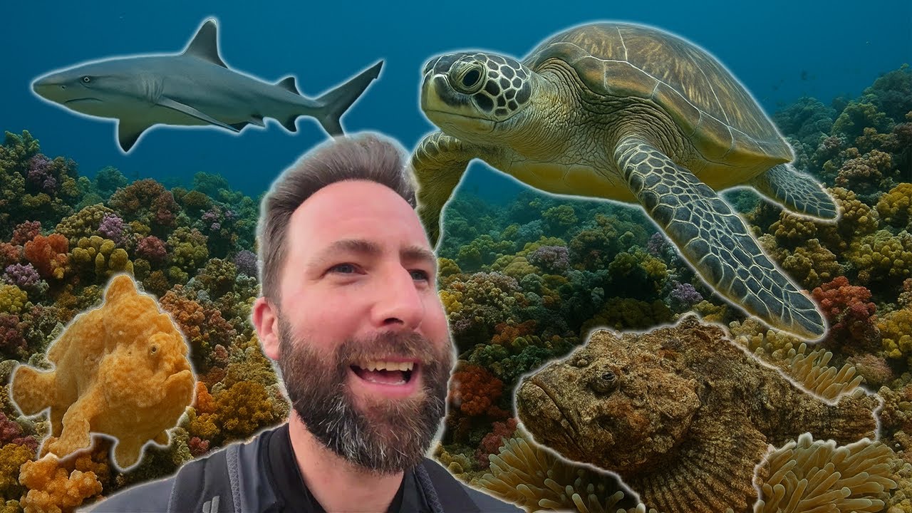 Ich hab gelogen… und bin wieder tauchen gegangen 🤿 Traum-Tauch-Ziel: Gili Islands!