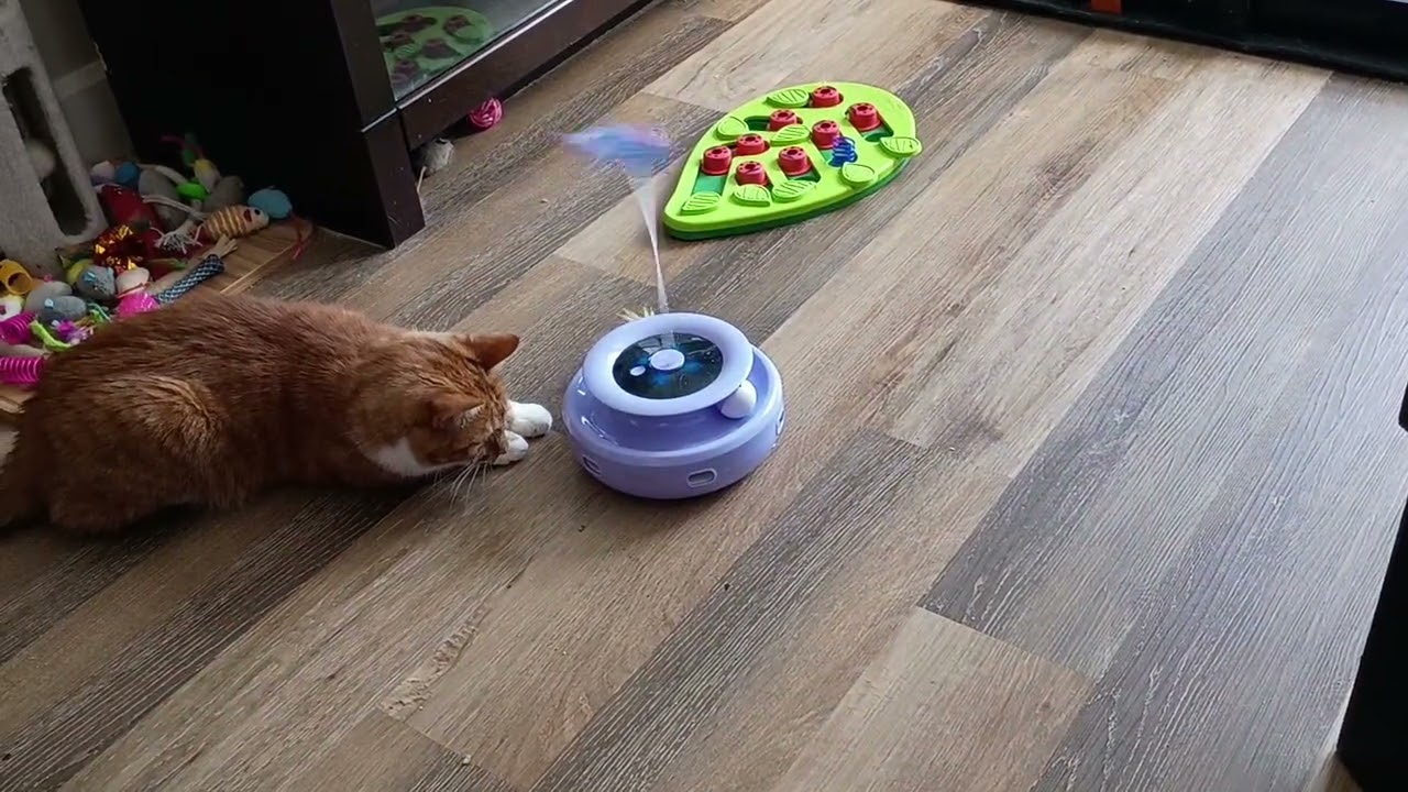 Felix playing with his ORSDA 3 in 1 Cat Toy