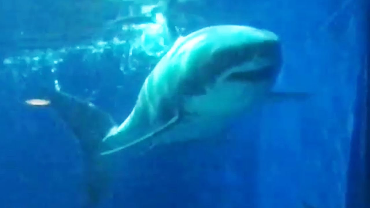 Great white shark survives just three days in captivity; Mammoth 3,000-pound shark - Compilation