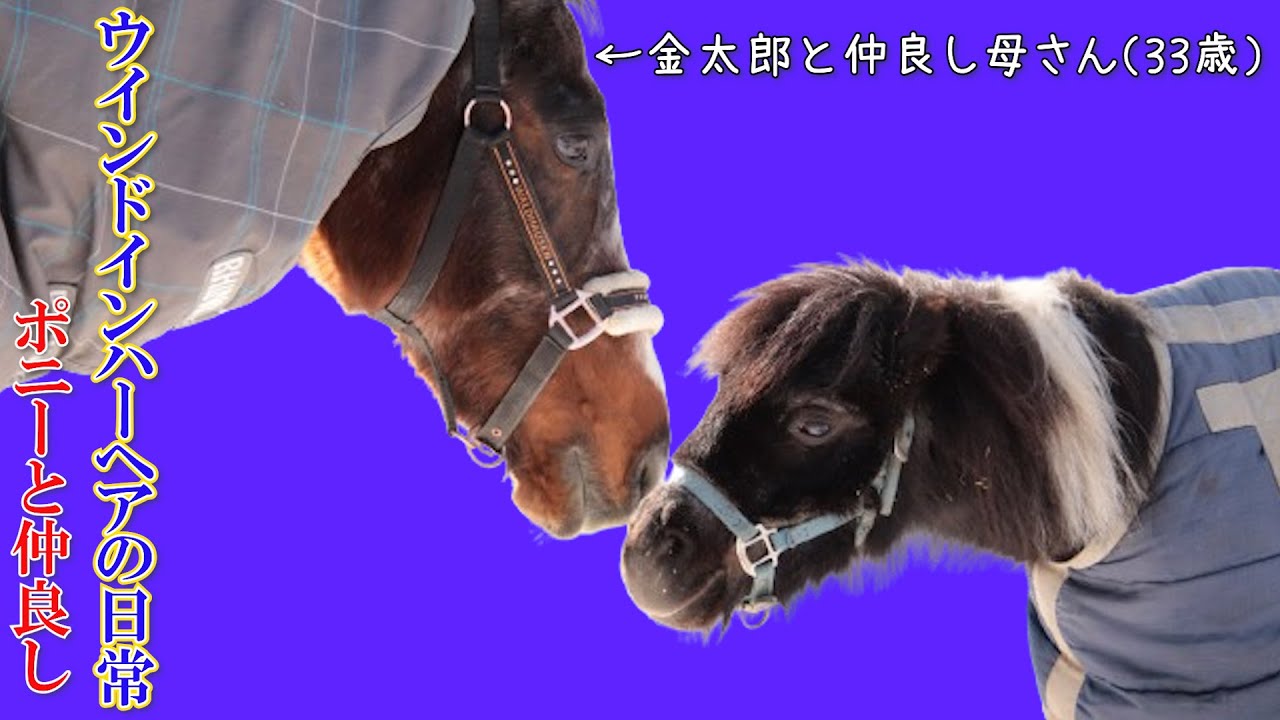 【ウインドインハーヘアの日常】白銀の世界編～ポニーの金太郎と仲良し