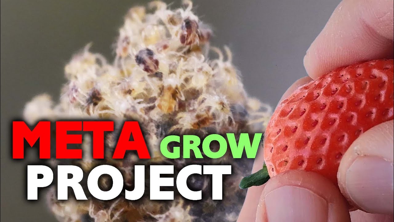 PERMANENT Spider Mite Removal! Preventative Measures for Bug Proofing your Indoor Grow Tent