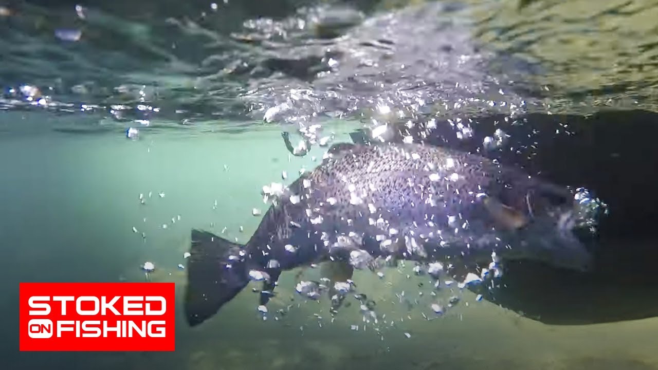 Exploring the Sierras: South Lake Trout Fishing