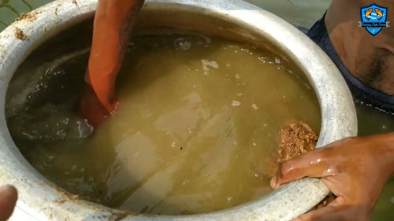 सरसों का खेली कैसे इस्तेमाल छोटे मछली का तालाब में।using mustard cake @ParijoyFishFarm