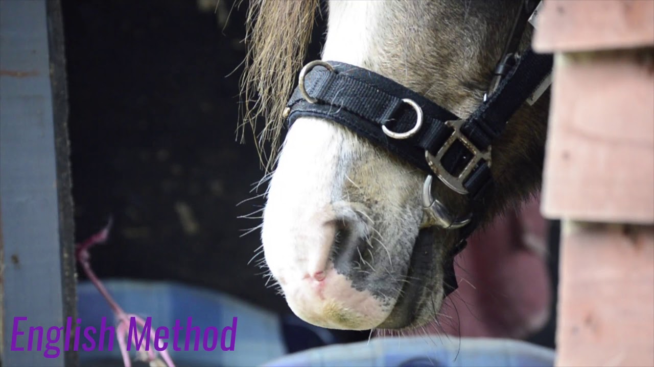 LONG REINING FOR BEGINNERS || HOW TO START LONG REINING A HORSE || LONG REINING EXERCISES