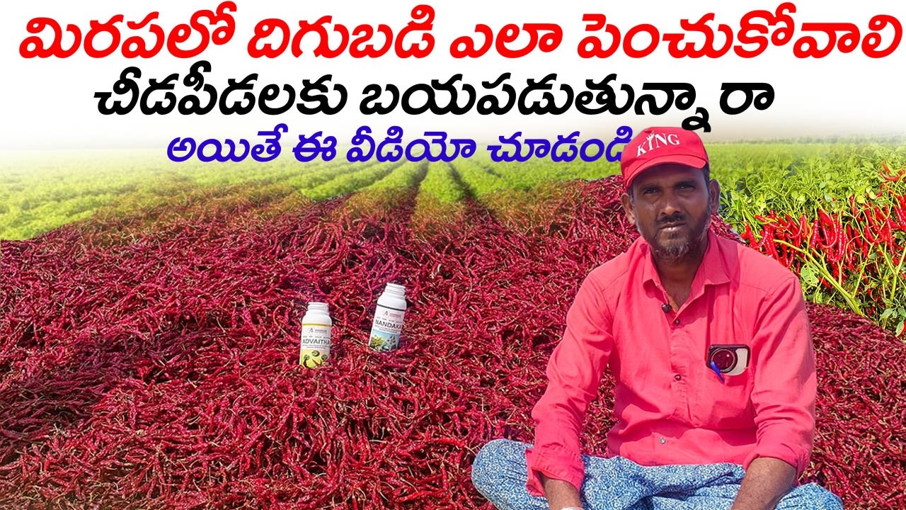నూనె మందులతో తరుగులేని లేని మిరప తోట ఎకరానికి 30 క్వింటాలు #thrips #blacktrips #virus