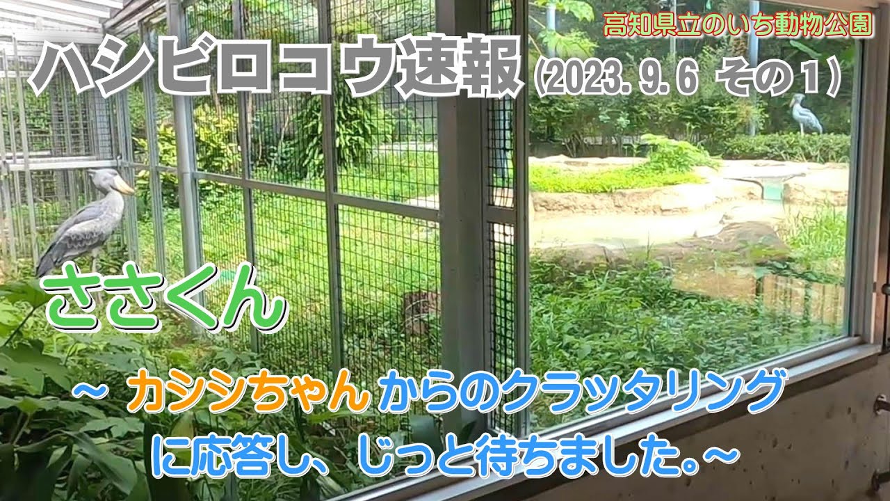 2023/09/06、純情なささくん、カシシちゃんからのクラッタリングに応答し、直立不動でメッセージをじっと待ちました、が。【のいち動物公園、ハシビロコウ速報(その1)】