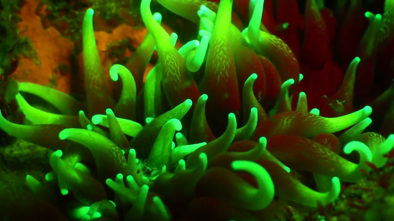 fluorescent night diving with captainmajed33 😎