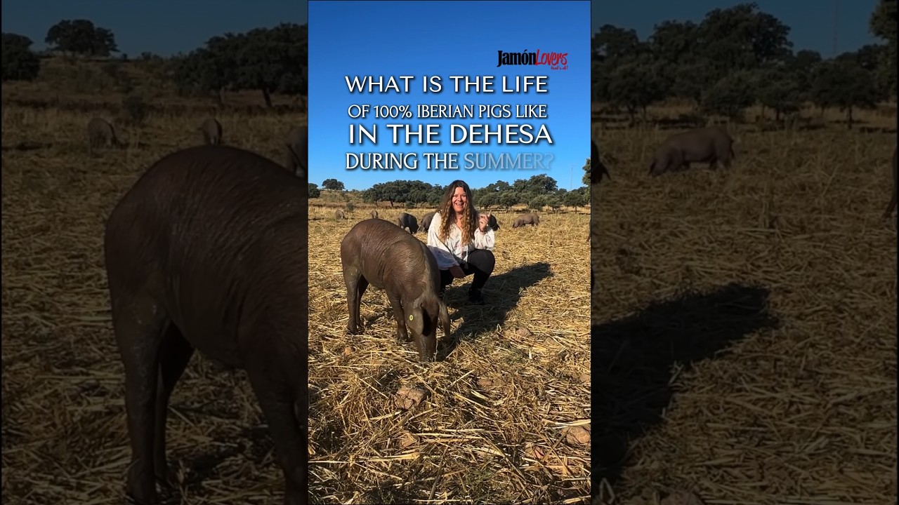 &iquest;C&oacute;mo es la vida del cerdo 100% ib&eacute;rico en la dehesa en verano? 🐽🏖️