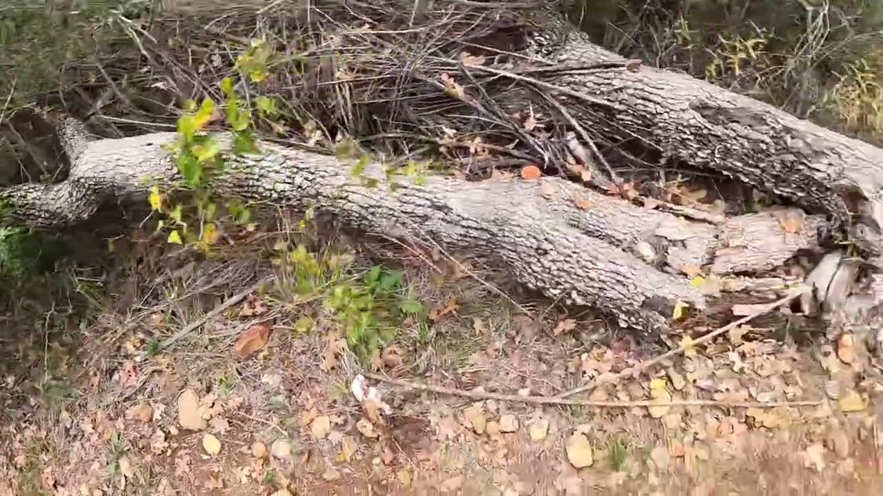 Pine Gulch to Roosevelt Cutoff Trails and camping - Buescher State Park - Texas