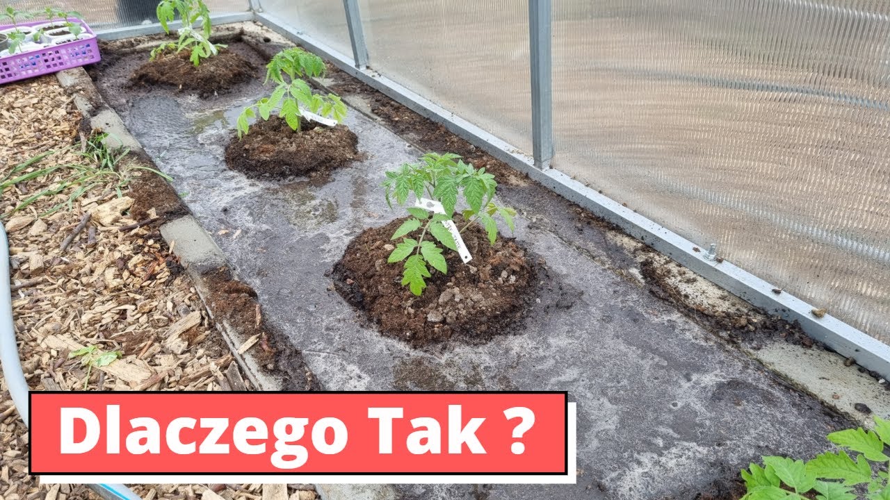 Pomidor dobrze posadzony. Daleko od wody