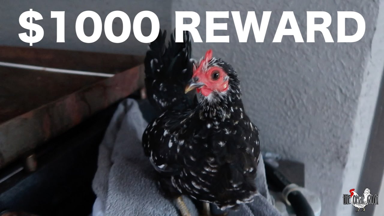 I LOST MY PET CHICKEN!!!!!