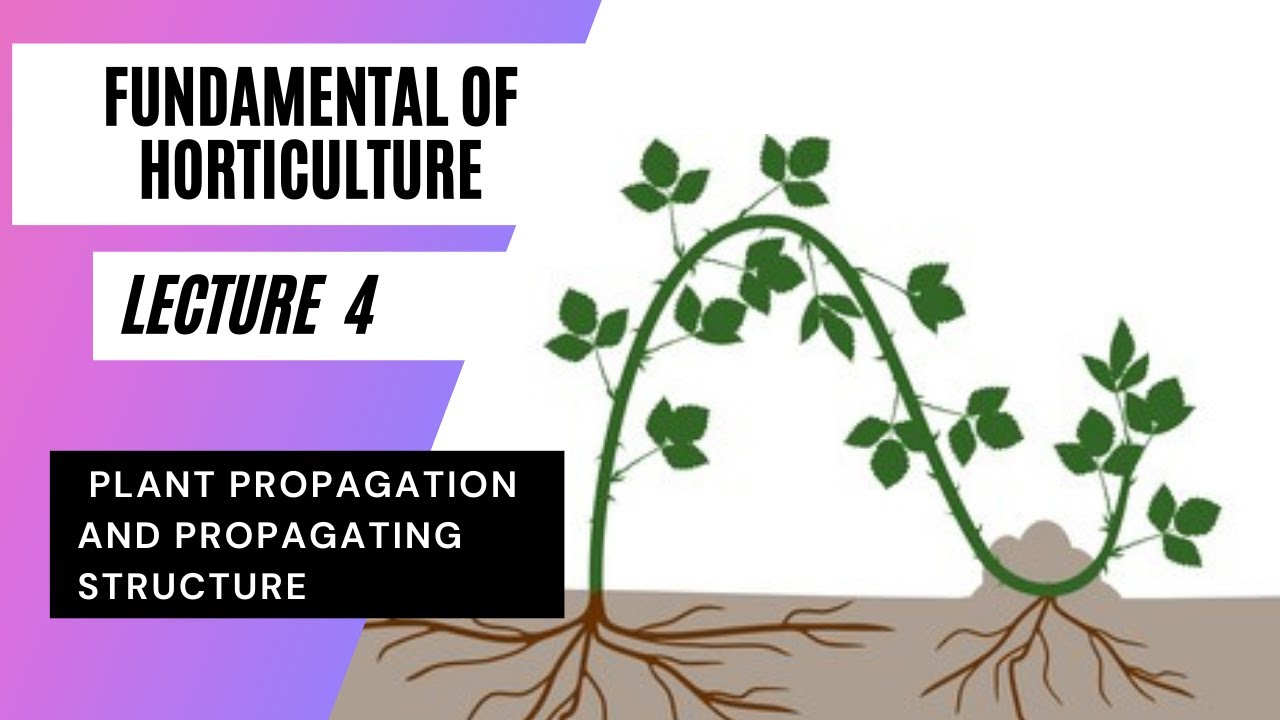 FUNDAMENTAL OF HORTICULTURE# LEC 4 Plant propagation and Propagating structure