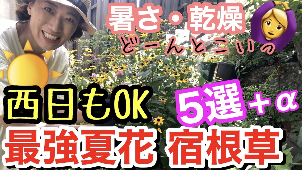 【宿根草】西日にも強い「最強夏花」5選＋α /  猛暑・乾燥・強烈日差しでも咲き続けるなんて、素晴らしい🤗 / 実際に西日ガンガンで育てた経験からオススメの夏花をご紹介 【ガーデニング】