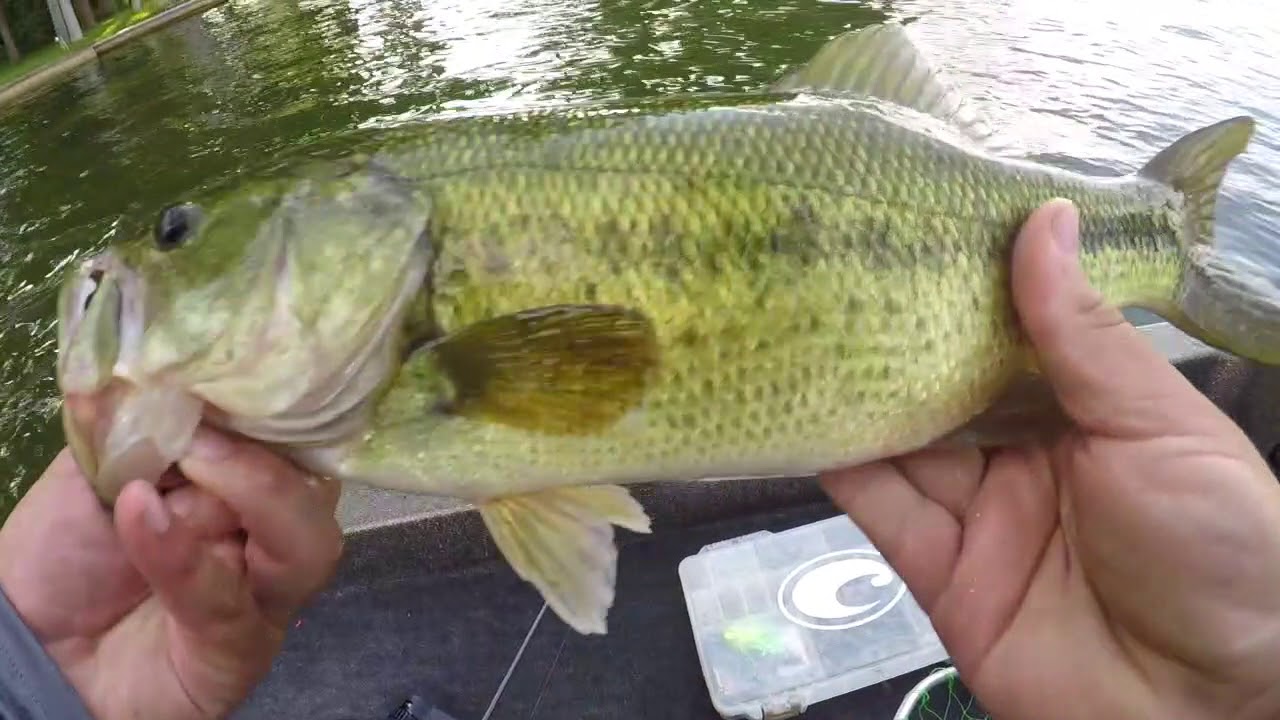 Bass Fishing Reeds Lake