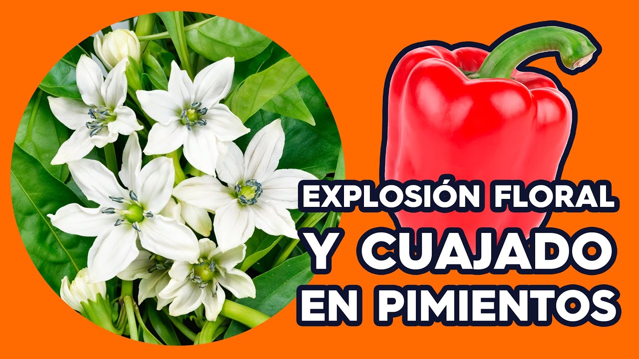 💥💮EXPLOSIÓN FLORAL y CUAJADO en el PIMIENTO