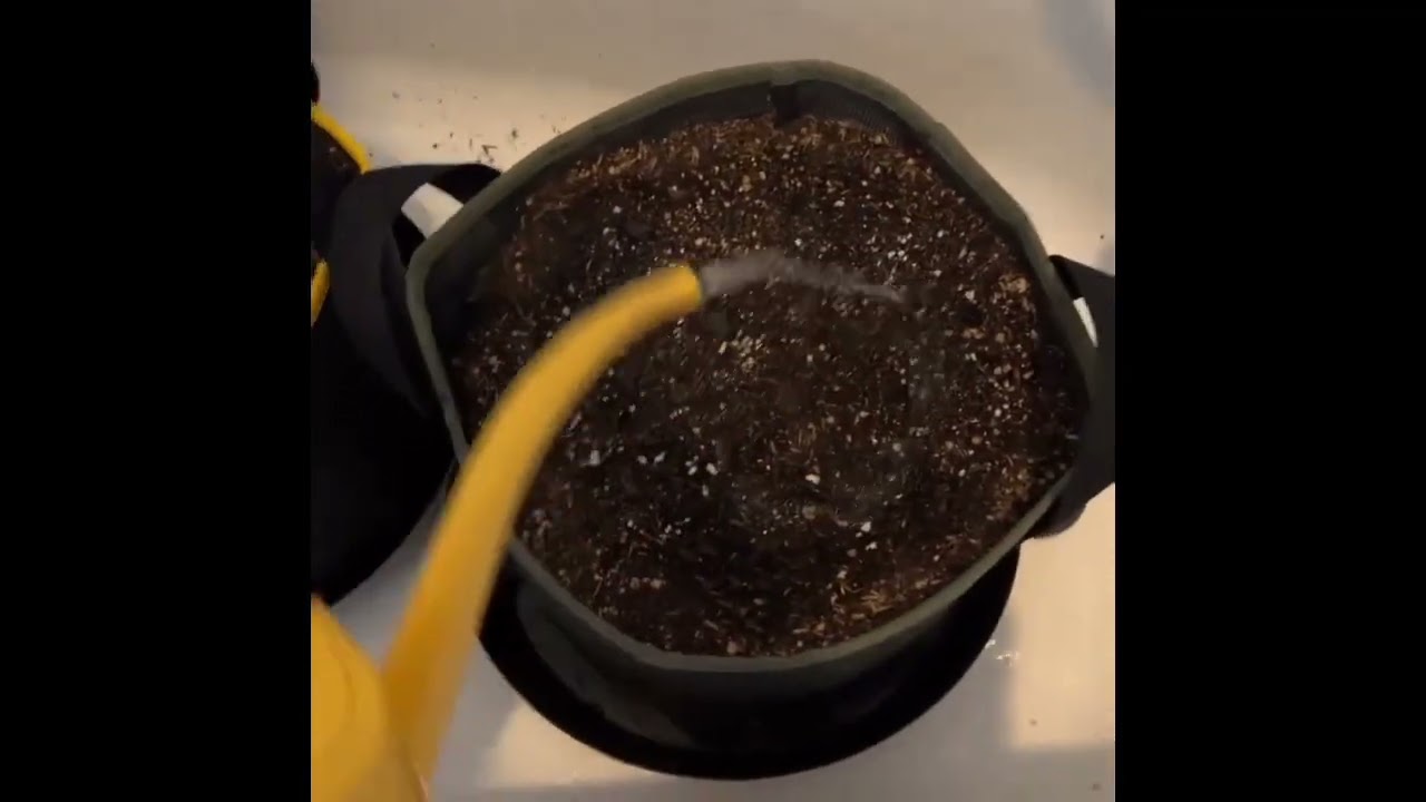 The Best Soil Mix For Autoflowers