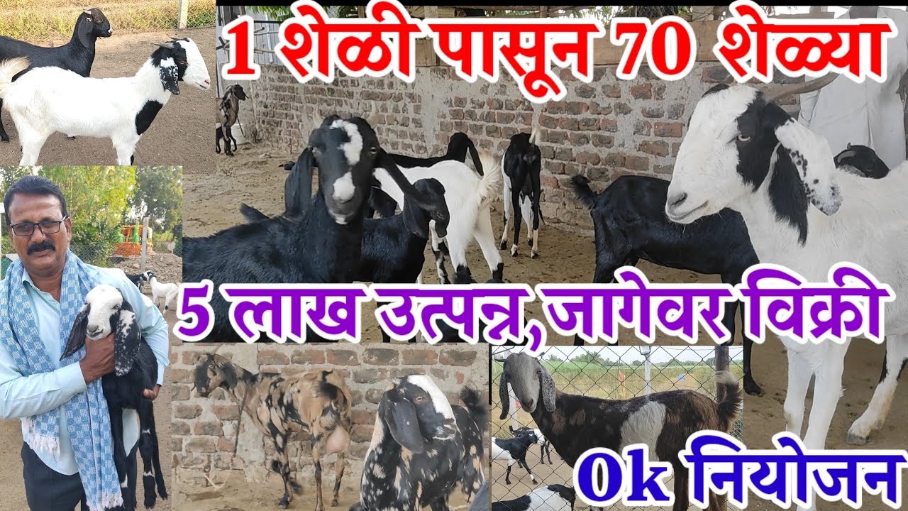 शेळी पालन माहिती,जागेवर मार्केट,1शेळी पासून 70 शेळ्या,वर्षभरात 5 लाख उत्पन्न,Sheli_palan,visionvarta