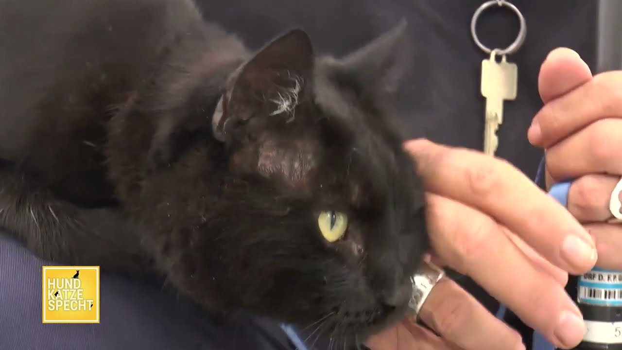 Hund Katze Specht aus dem Tierheim Koblenz