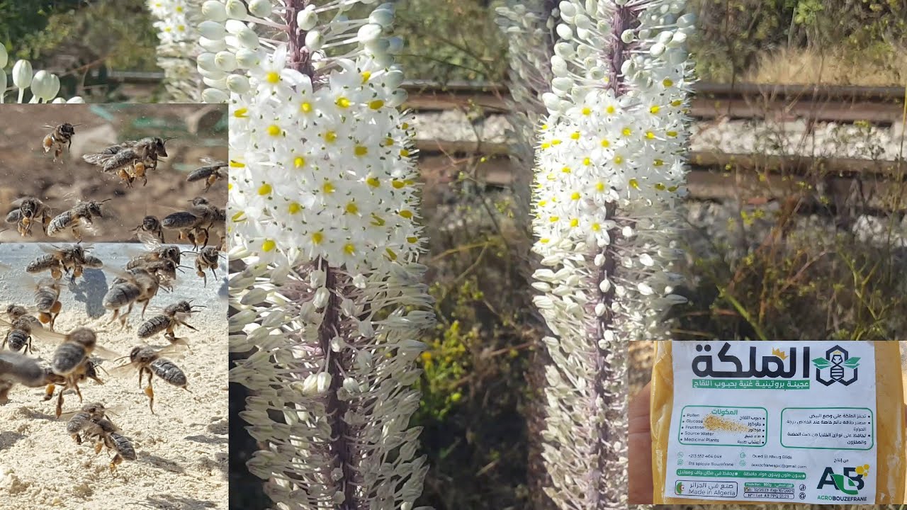 في ظل شح المرعى ماهي بدائل حبوب اللقاح المناسبة لتغذية النحل في فصل الخريف .