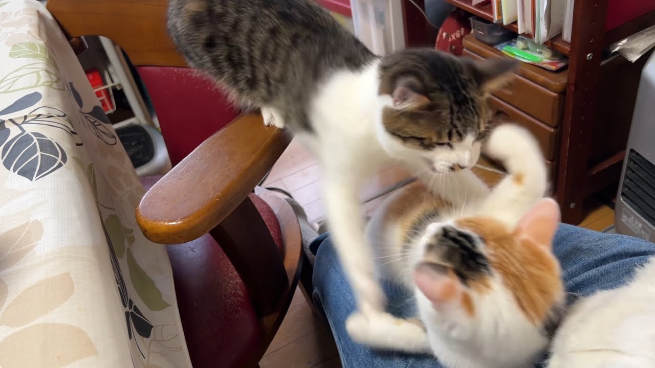 おねえちゃんの膝上で喧嘩勃発⁉️構ってほしいテンくん😹