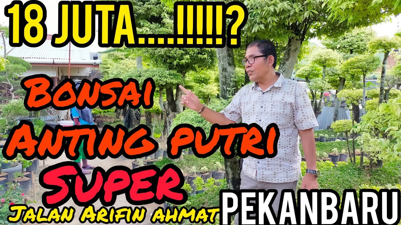 BONSAI ANTING PUTRI SUPER.KOTA PEKANBARU.