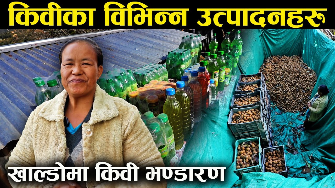 किवीबाट विभिन्न उत्पादन गरिरहेकी जुनु ,खाल्डोमा गर्छिन भण्डारण