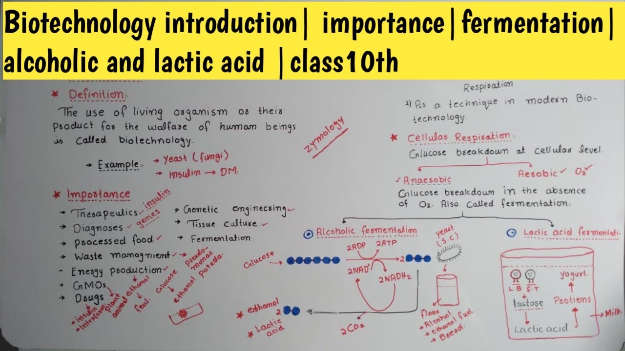 |Biotechnology introduction| importance|fermentation|alcoholic and lactic acid |class10th