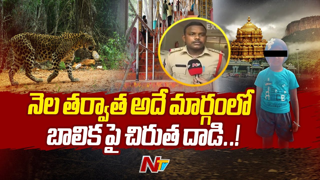 Cheetah Attacks 5 years Old Girl At Tirumala Alipiri | Special Report | Ntv