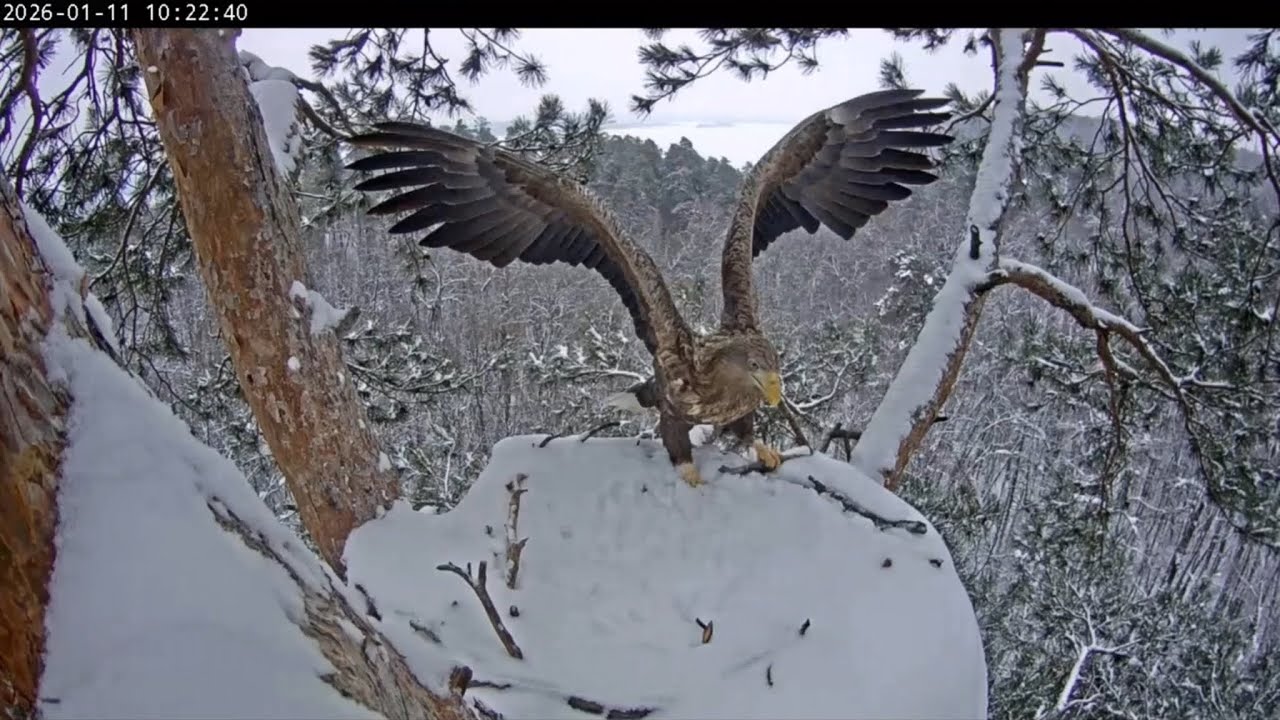 Гость 🦅 продолжает посещения гнезда  / Прилет с большой веткой🌲 / В гнезде орлана-белохвоста