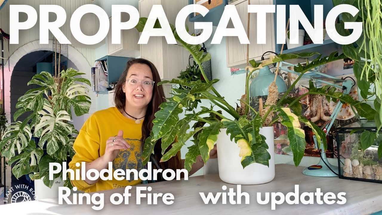 Propagating Philodendron Ring of Fire with updates - Mushu! | Plant with Roos