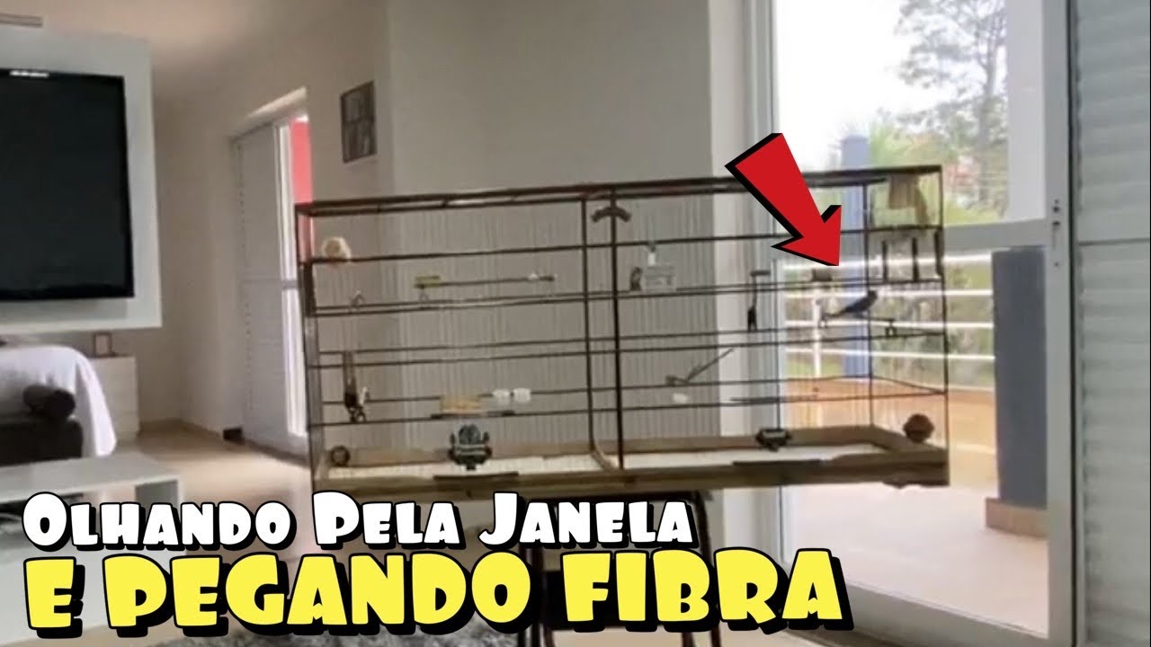 MANEJO FÁCIL PARA SEU COLEIRO E PAPA CAPIM CANTAR EM QUALQUER LUGAR