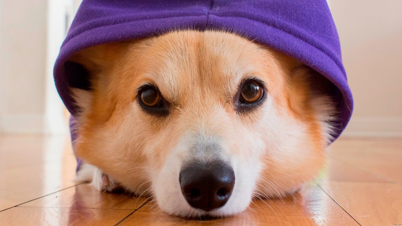 Cute Dogs wearing Clothes #124