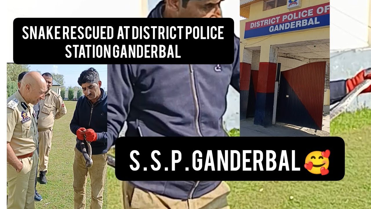 snake at DISTRICT POLICE STATION GANDERBAL// (dhamin) .#ssp ganderbal.