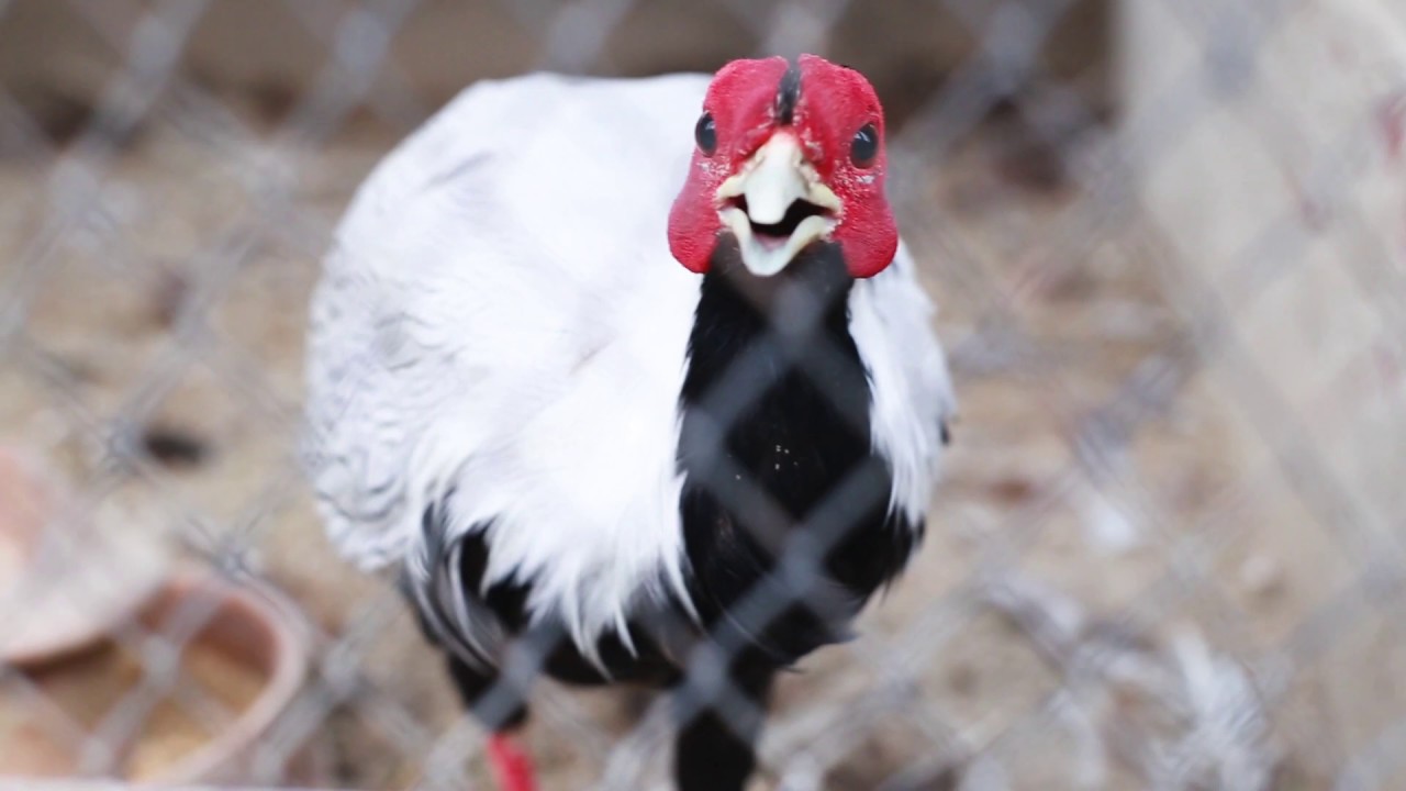 Most Expansive Birds Farming | Breeding,Hatching eggs, starting Peacock Business