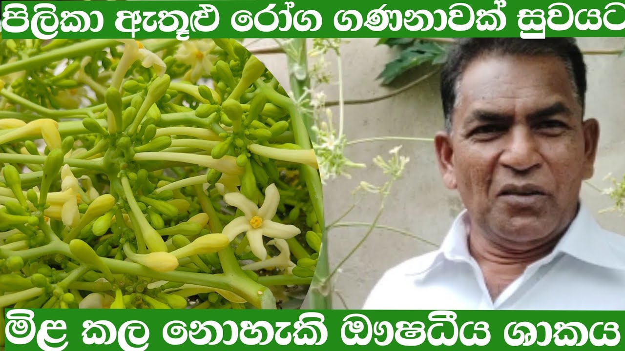 රෝග සූවකරන ඖෂධීය මල් ගස්ලබු ශාකය/Found medicinal plants/ medical