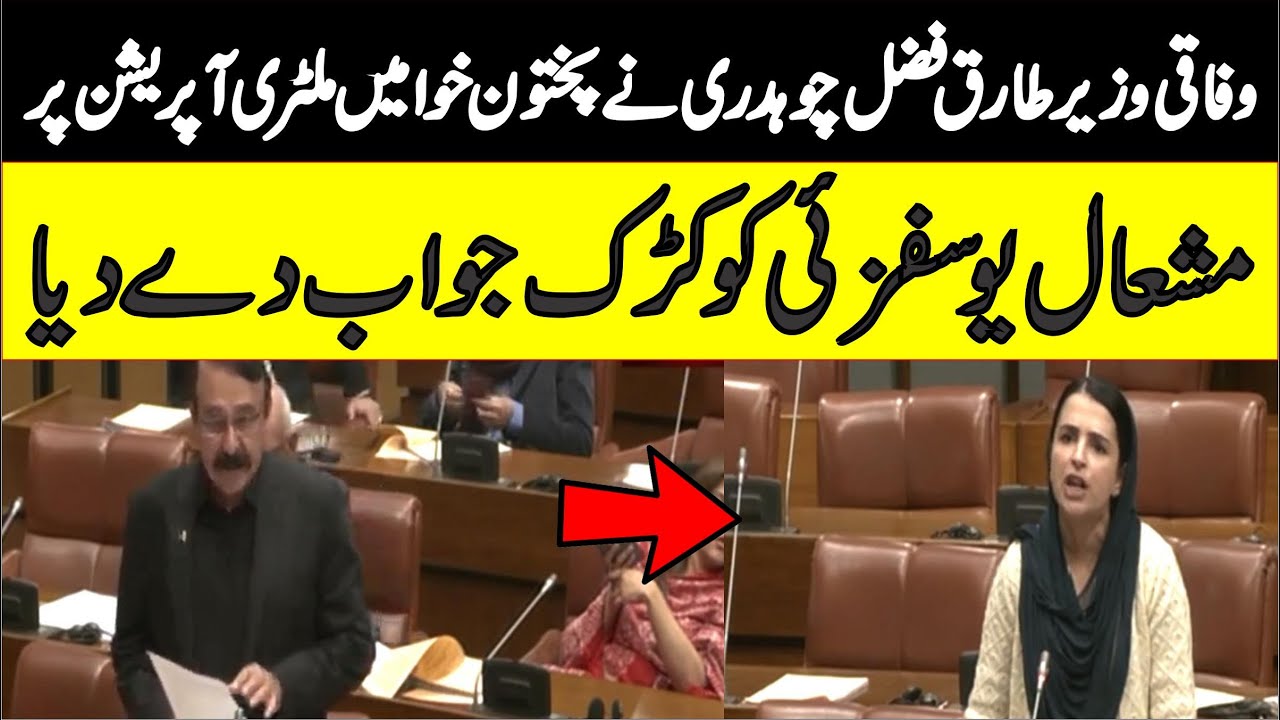 PMLN Tariq Fazal Chaudhry Strong Reply To PTI Mashal Yousafzai |