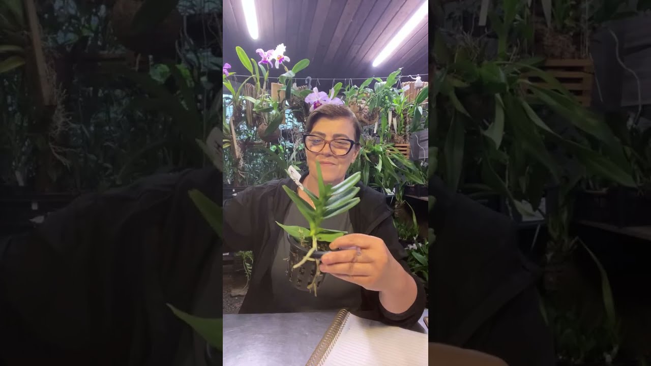 Orquidario Floraterapia está ao vivo!