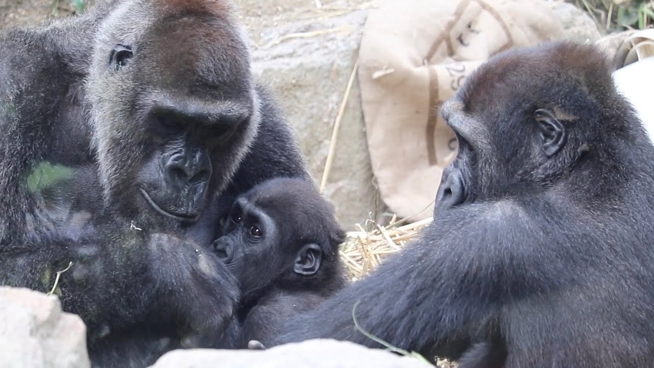 ゲンタロウのもう1人のお母さん⭐️ゴリラ Gorilla【京都市動物園】Gentaro has another mother besides Genki.
