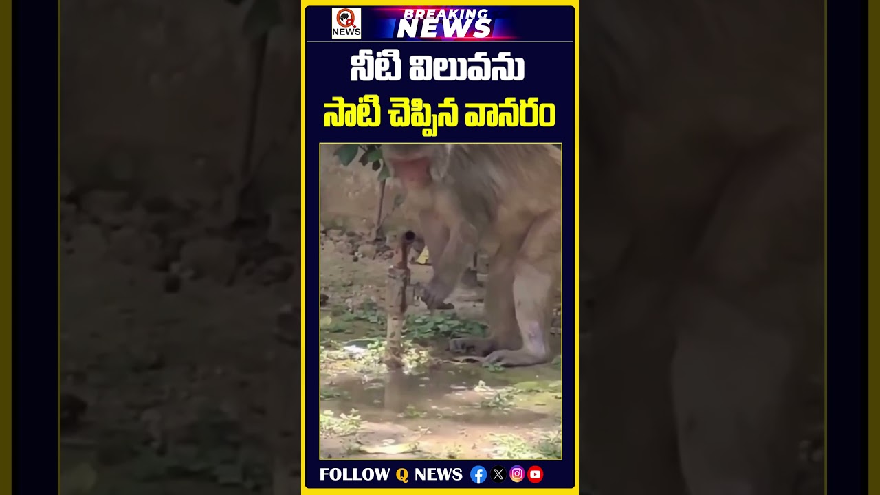 నీటి విలువను సాటి చెప్పిన వానరం | #Monkey #SavingWater #ShortsTelugu #trendingshorts #viralnews