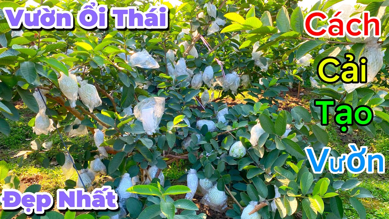 Bất Ngờ Gặp Vườn Ổi Thái Đẹp Nhất Và Tham Khảo Cách Cải Tạo Lại Vườn Ổi Khi Cây Ổi Bị Tuyến Trùng Rễ