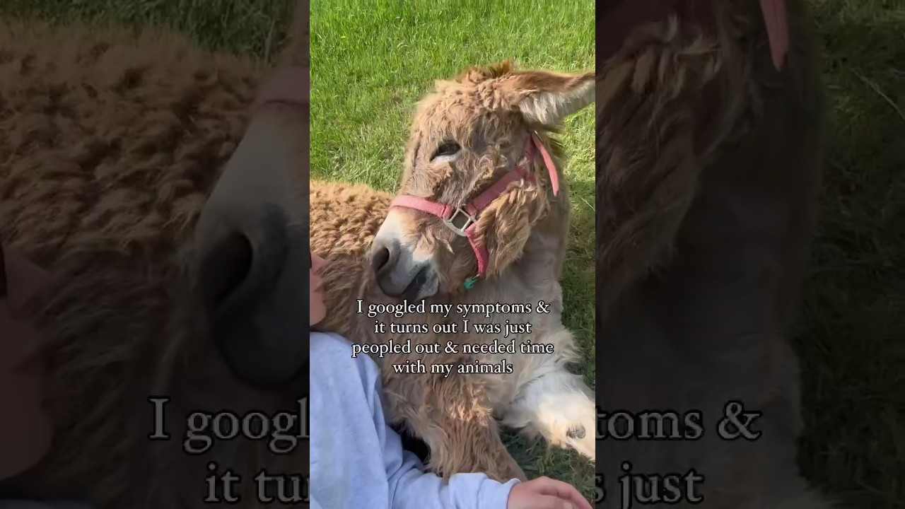 Mini Donkey Love #funnyanimals #animalshorts #minidonkey #animaltherapy #animallover #animals #farm