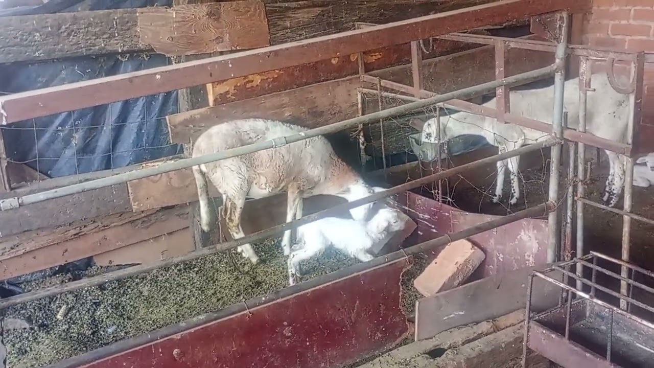  Bendito dios ya nos  nació  otra borregita ya  juntamos 10 hembrita este año  y dos machitos 