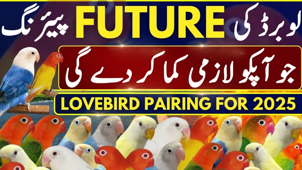 Lovebird Future Pairing For 2025 | Cheapest Pairing For Higher Mutation | Albino Opaline,