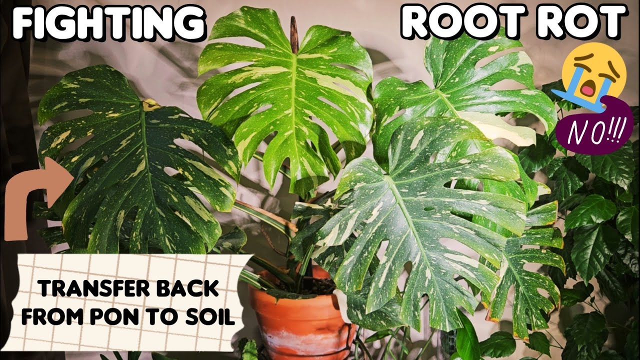 Another attempt to rescue my HUGE Monstera Thai Con from root rot 😭🔪💚