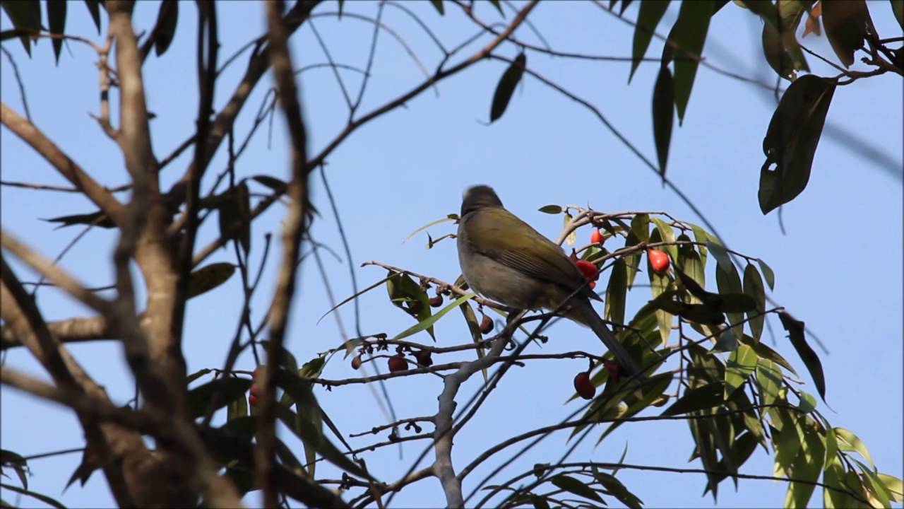 Trinca-ferro - Green-winged Saltator - Saltator similis - cantando - singing