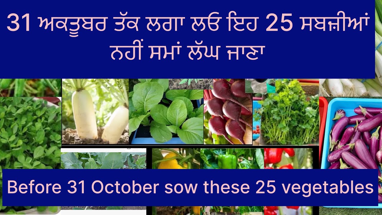 31 ਅਕਤੂਬਰ ਤੱਕ ਲਗਾ ਲਓ ਇਹ 25 ਸਬਜ਼ੀਆਂ । before 31 October sow these 25 vegetables. #viral #farming 