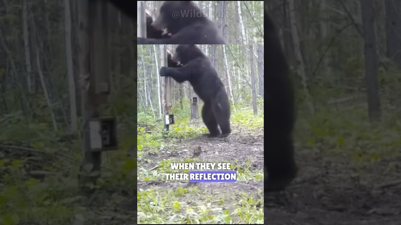 Animals go crazy when they see themselves! | Wild animal reactions #animals #mirror